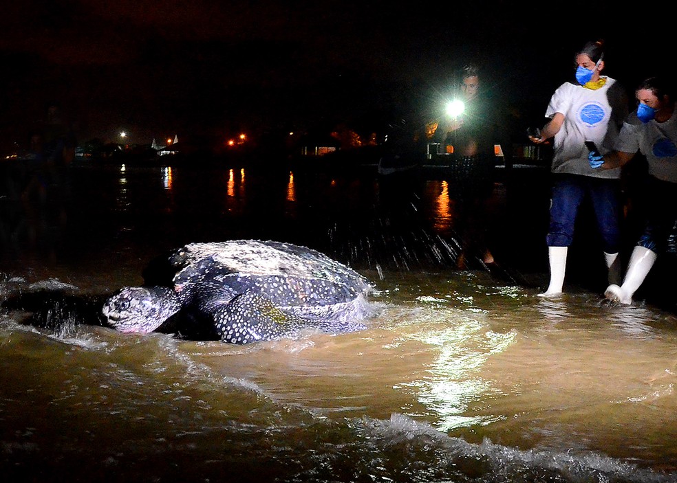 Pesquisadores acompanhando tartaruga na beira do mar — Foto: Josy Inacio