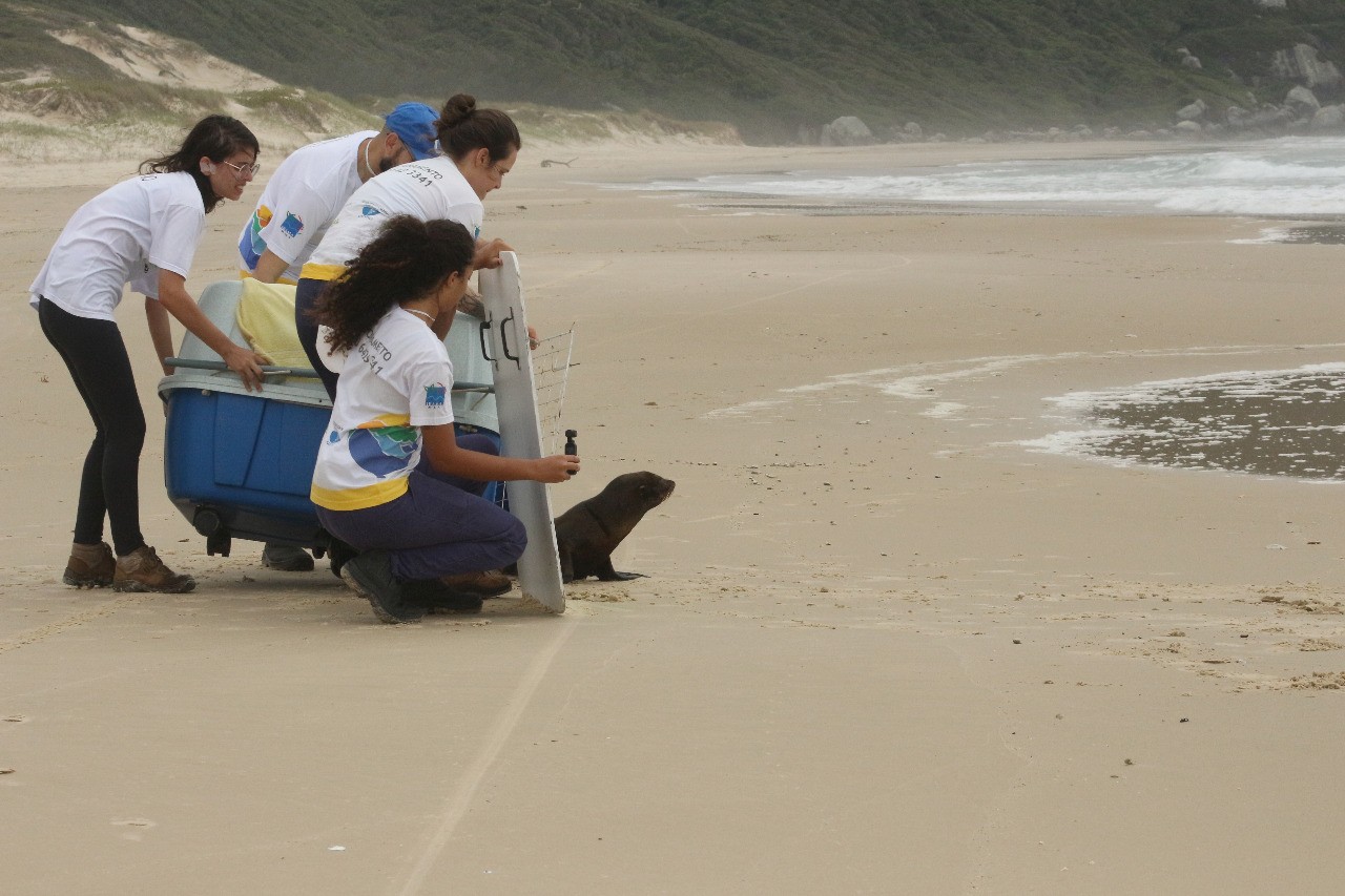 Lobo-marinho resgatado com rede no pescoço volta ao mar em SC após um mês de recuperação; VÍDEO