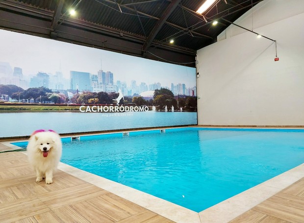 O Cachorródromo será o maior parque indoors para cães da América Latina (Foto: Divulgação/Cachorródromo)
