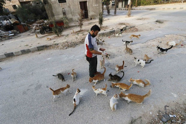 Ele diz gastar US$ 4 por dia para alimentar 150 gatos. (Foto: Hosam Katan/Reuters)