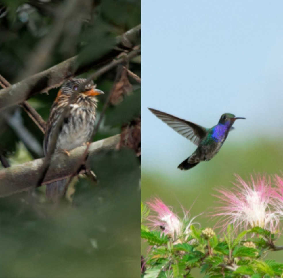 Barbudo de coleira e beija-flor de peito azul são duas espécies endêmicas da região Amazônica — Foto: Marllus Rafael/arquivo pessoal