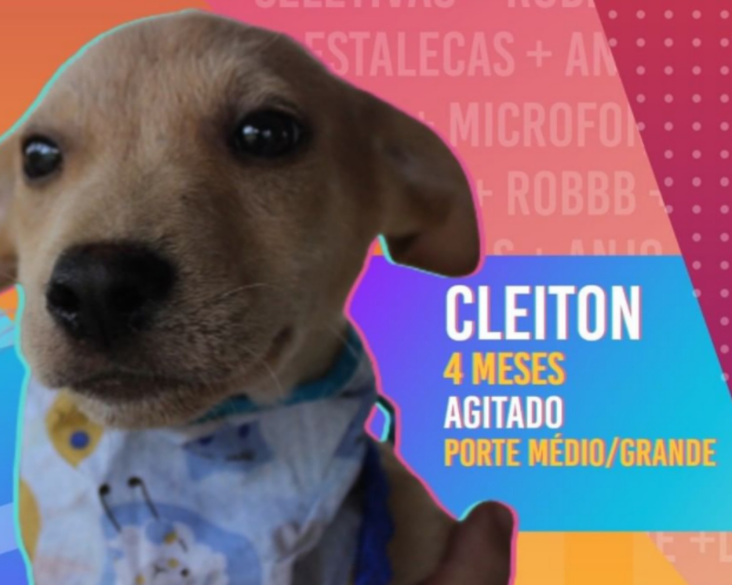 Cleiton, considerado o galã da edição do Big Pet Brasil, ganhou diversos fãs nas redes (Foto: (Foto: Instagram / @regianealves / Reprodução))