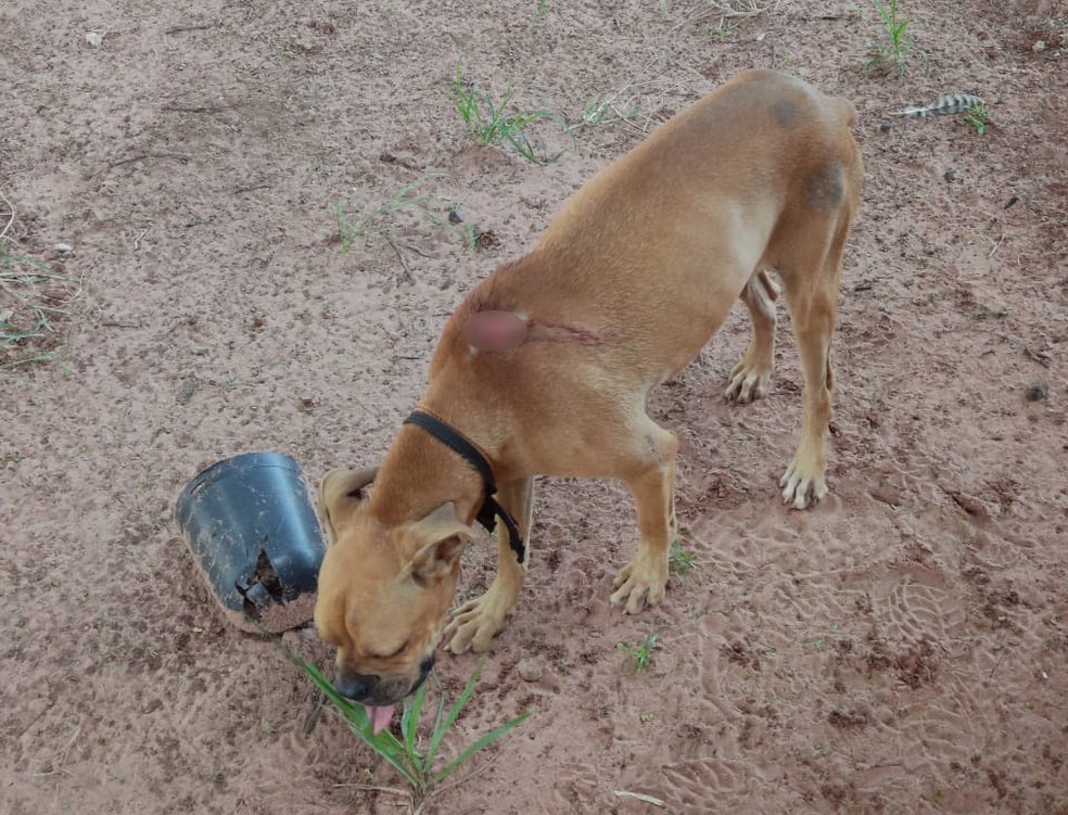Animais vítimas de maus-tratos são apreendidos em Rancharia — Foto: Polícia Ambiental 