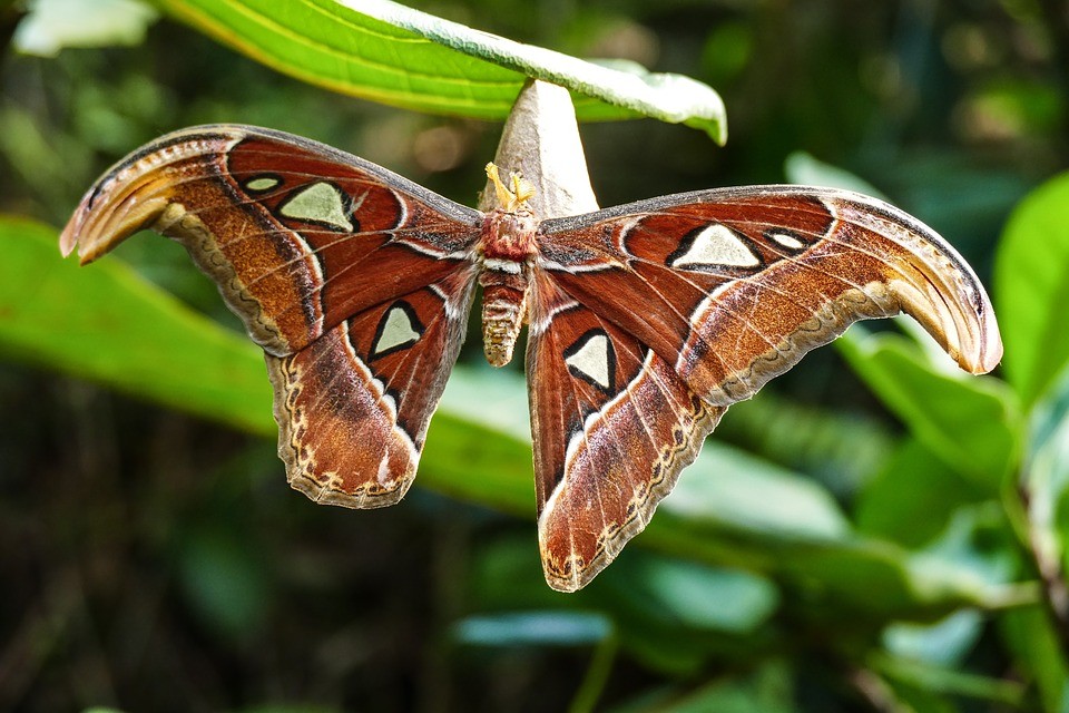 Borboleta Lepidoptera - ordem é uma das mais afetadas pela extinção (Foto: Pixabay/MichaelEmp/Creative Commons)