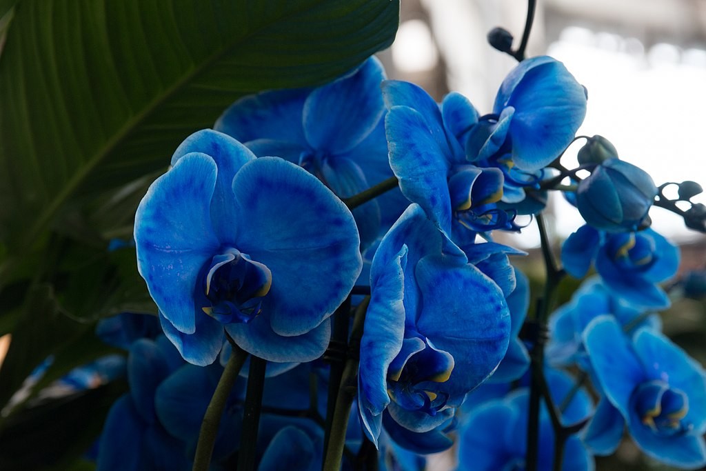 Não existem orquídeas naturalmente azuis. Elas são coloridas artificialmente (Foto: Johannes Maximilian / WikimediaCommons / CreativeCommons)