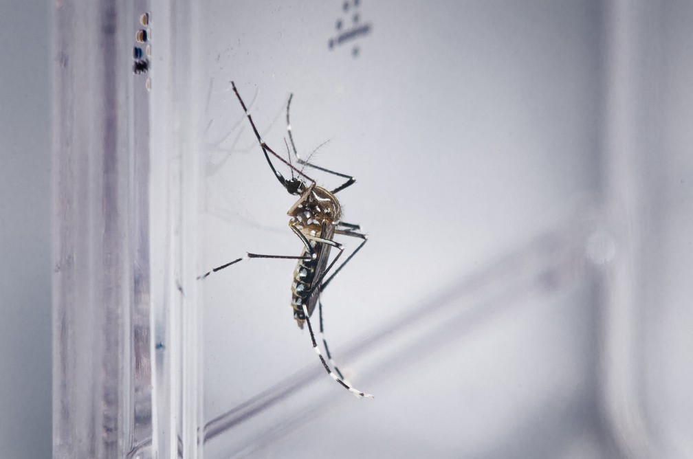 Aedes aegypti  — Foto: Rodrigo Méxas e Raquel Portugal/Fundação Oswaldo Cruz/Divulgação