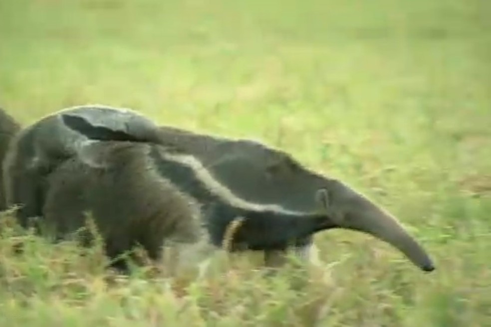 Tamanduá-bandeira é um dos animais encontrados no Acre que está na Lista Vermelha de Espécies Ameaçadas da IUCN — Foto: Reprodução/Globo Rural
