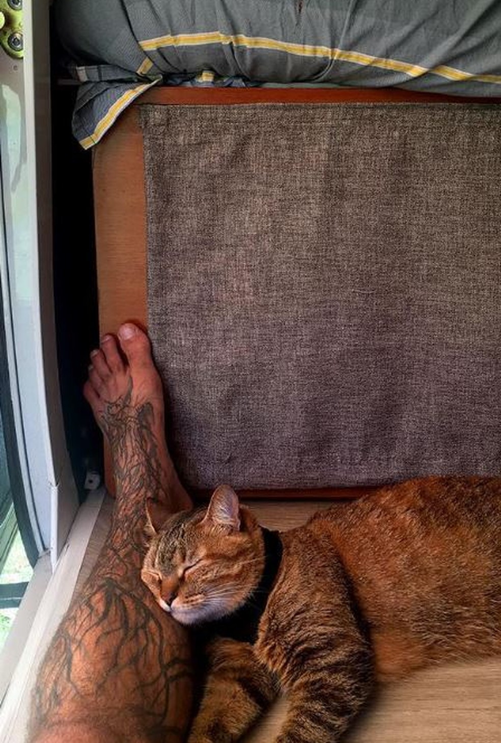 Dennis compartilhava viagens que fazia com a gata de estimação — Foto: Reprodução/Instagram 