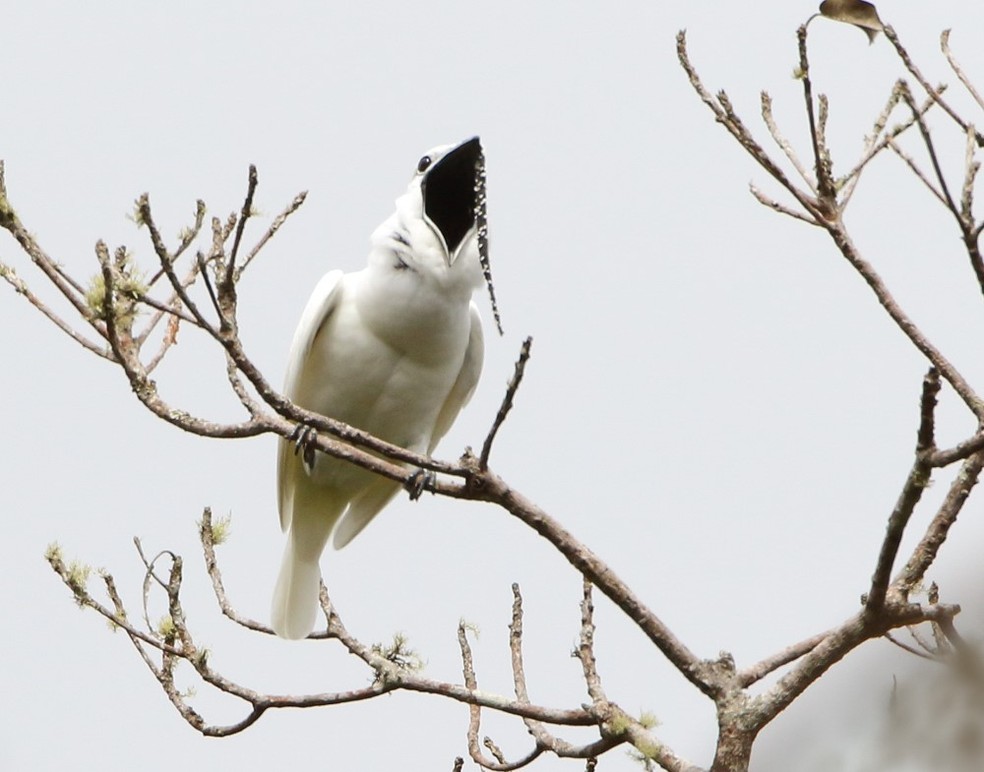 Araponga-da-Amazônia entrou para o Guiness com o canto mais alto entre pássaros — Foto: Anselmo d'Affonseca