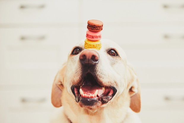 Dog (labrador retriever) balancing three tasty and colorful french macaroons on his nose. (Foto: Getty Images/iStockphoto)