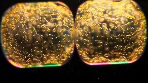 Fitoplâncton, que absorvem e refletem a luz dos oceanos, visto por meio de um microscópio (Foto: Getty Images via BBC)