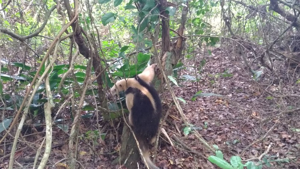 Animal foi devolvido à natureza na Mata do Carvão. (Foto: Divulgação/Prefeitura de São Francisco de Itabapoana)