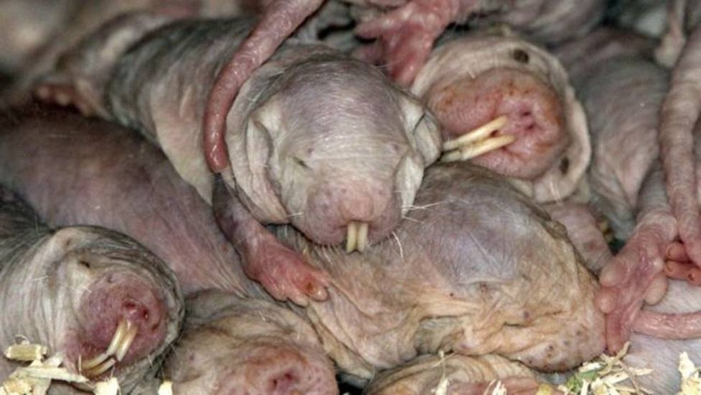 Os ratos-toupeiras-pelados vivem em grandes colônias subterrâneas, que reúnem até 300 indivíduos — Foto: Alamy via BBC