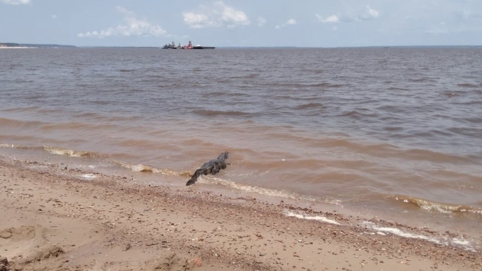 Jacaré foi solto no Rio Negro. — Foto: Divulgação/Batalhão Ambiental 