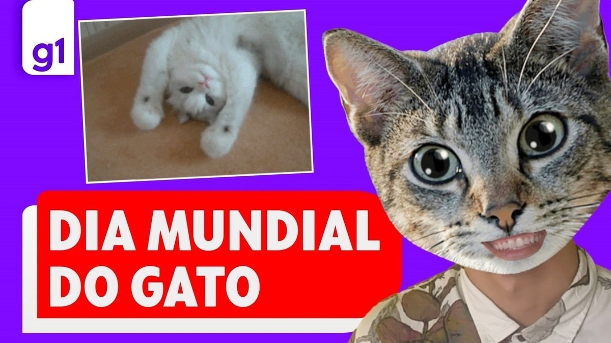 No Dia Mundial do Gato, descubra cinco mitos sobre os felinos | Segue o fio