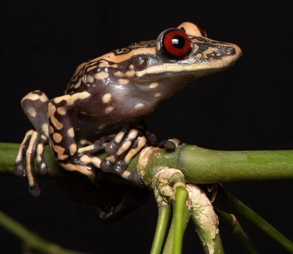 Projeto Cataloga Imagens De Anfíbios Ameaçados De Extinção Portal Olhar Cidade 5593