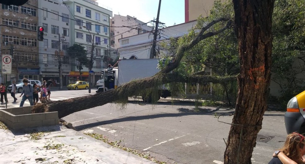 Árvore cai e interdita Rua Alves de Brito, na Tijuca, Zona Norte do Rio. — Foto: Reprodução/Centro de Operações 