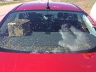 Motorista é multado nos EUA após levar milhares de abelhas no carro
