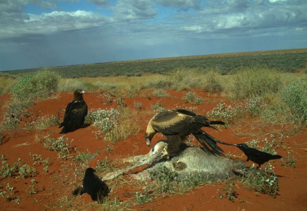 Corvos também foram vistos perto dos restos mortais do canguru (Foto: Reprodução Emma Spencer)
