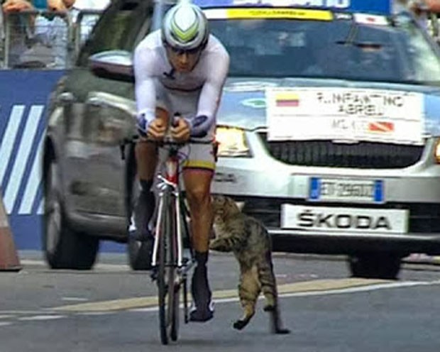 Gato atacou ciclista colombiano Rafael Infantino durante competição (Foto: Reprodução/YouTube/UCIchannel)