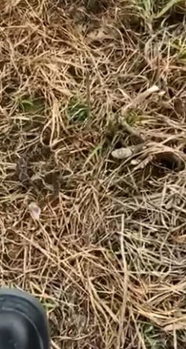 Jararaca tenta atacar p de bombeiro durante captura em SC