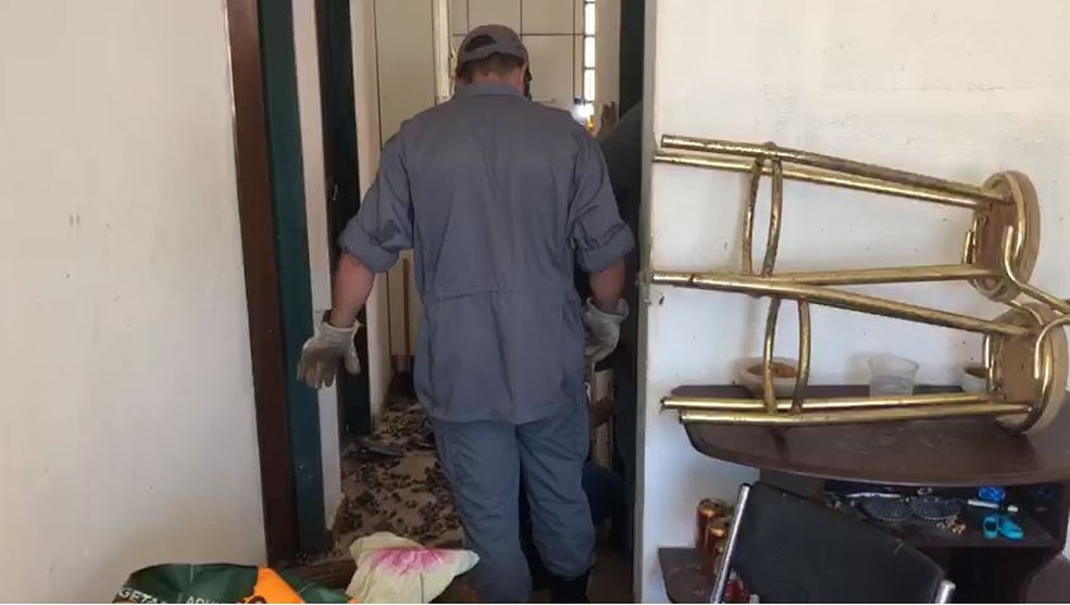 Animais foram resgatados de casa em Avaré (SP) após denúncia de maus-tratos — Foto: Corpo de Bombeiros/Divulgação