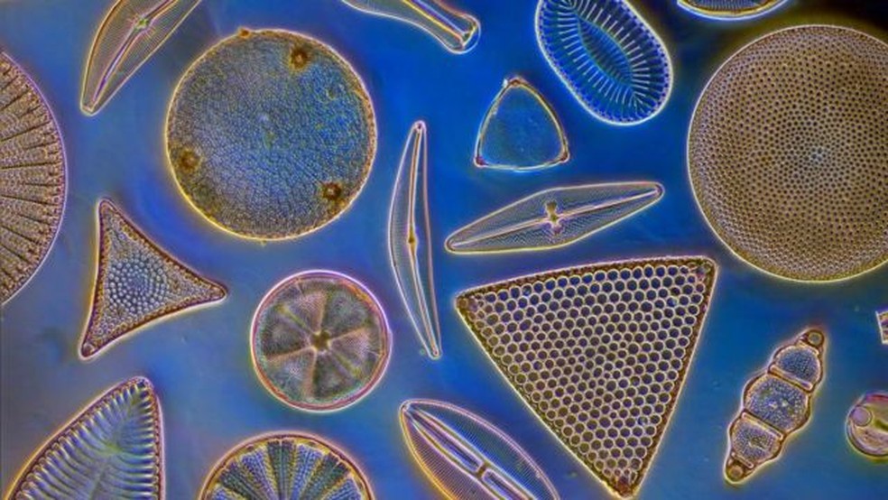 O fitoplâncton marinho captura dióxido de carbono por meio da fotossíntese, atuando como sumidouro de carbono — Foto: Alamy via BBC