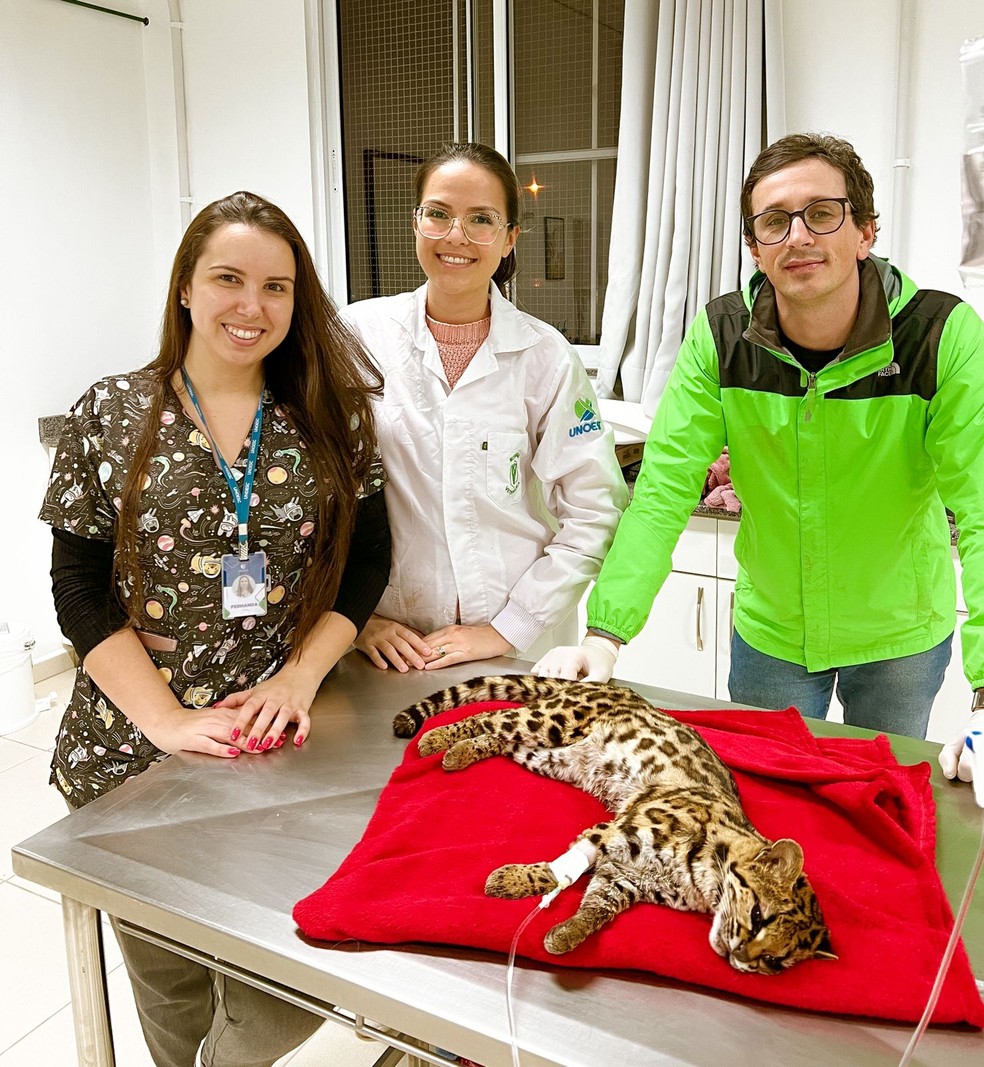 Animal foi acolhido por uma equipe da Unoesc — Foto: Jackson Preus/ Divulgação