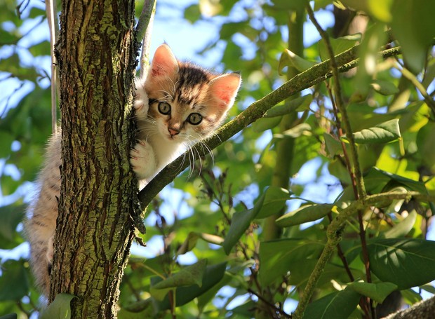 Segundo especialista, gato subir em árvores é natural e não ousadia (Foto: Pixabay / Kessa / CreativeCommons)