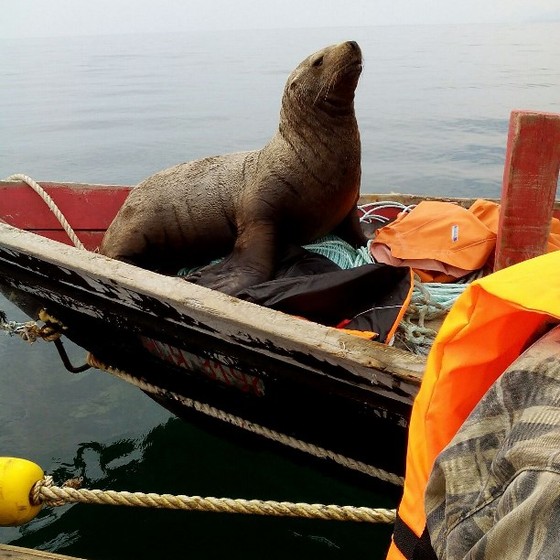 A foca passou oito horas na embarcação (Foto: Reprodução/ASTV)