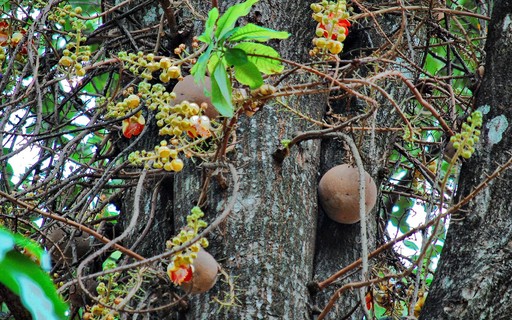 Abrico De Macaco Para Que Serve Abrico De Macaco Nao E Comestivel Revista Globo Rural Agricultura