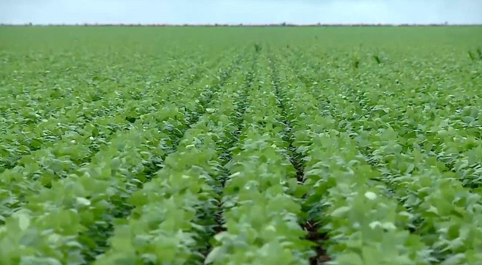 Produtores têm dificuldade para escoar produção.  — Foto: Reprodução/TV Clube