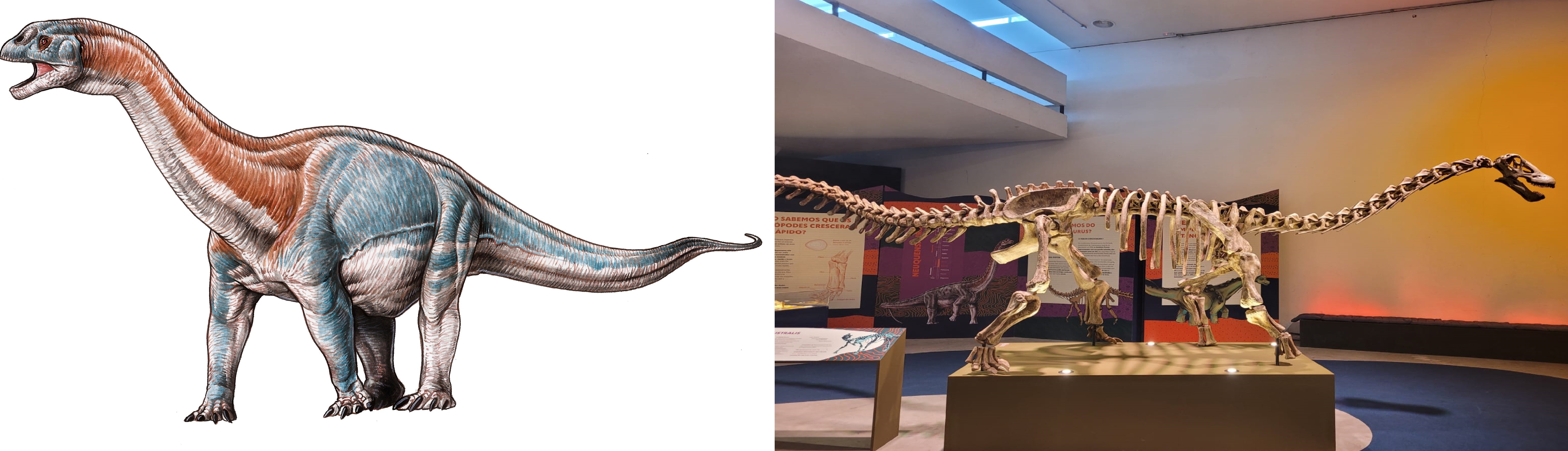 À esquerda uma representação artística de como seria o dinossauro, e à direita a sua réplica na exposição no Pq.Ibirapuera  (Foto: Divulgação/ Midiorama/ Foto: Laura Moraes)