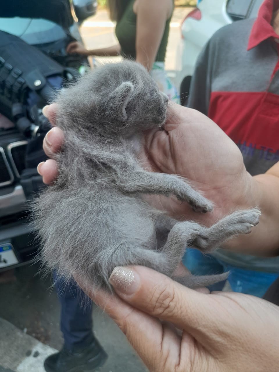 Filhotes de gato são resgatados de motor de carro em Arujá