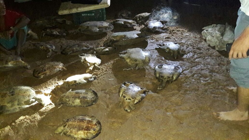 Tartarugas foram soltas no Rio Araguaia, em So Flix do Araguaia (Foto: Polcia Militar de MT)