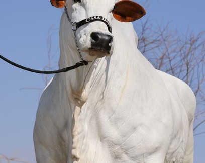Vaca passa a valer mais de R$ 4,5 milhões ao ser vendida em leilão