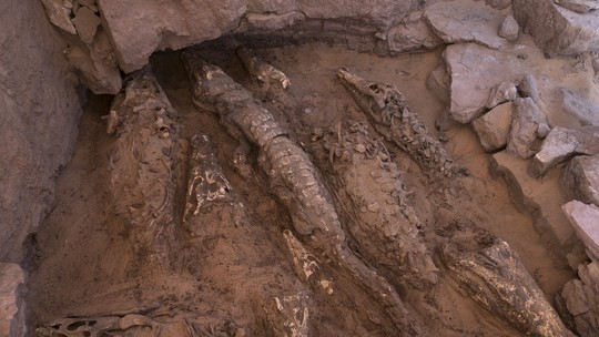 Crocodilos mumificados no Egito Antigo são descobertos em túmulos de rocha