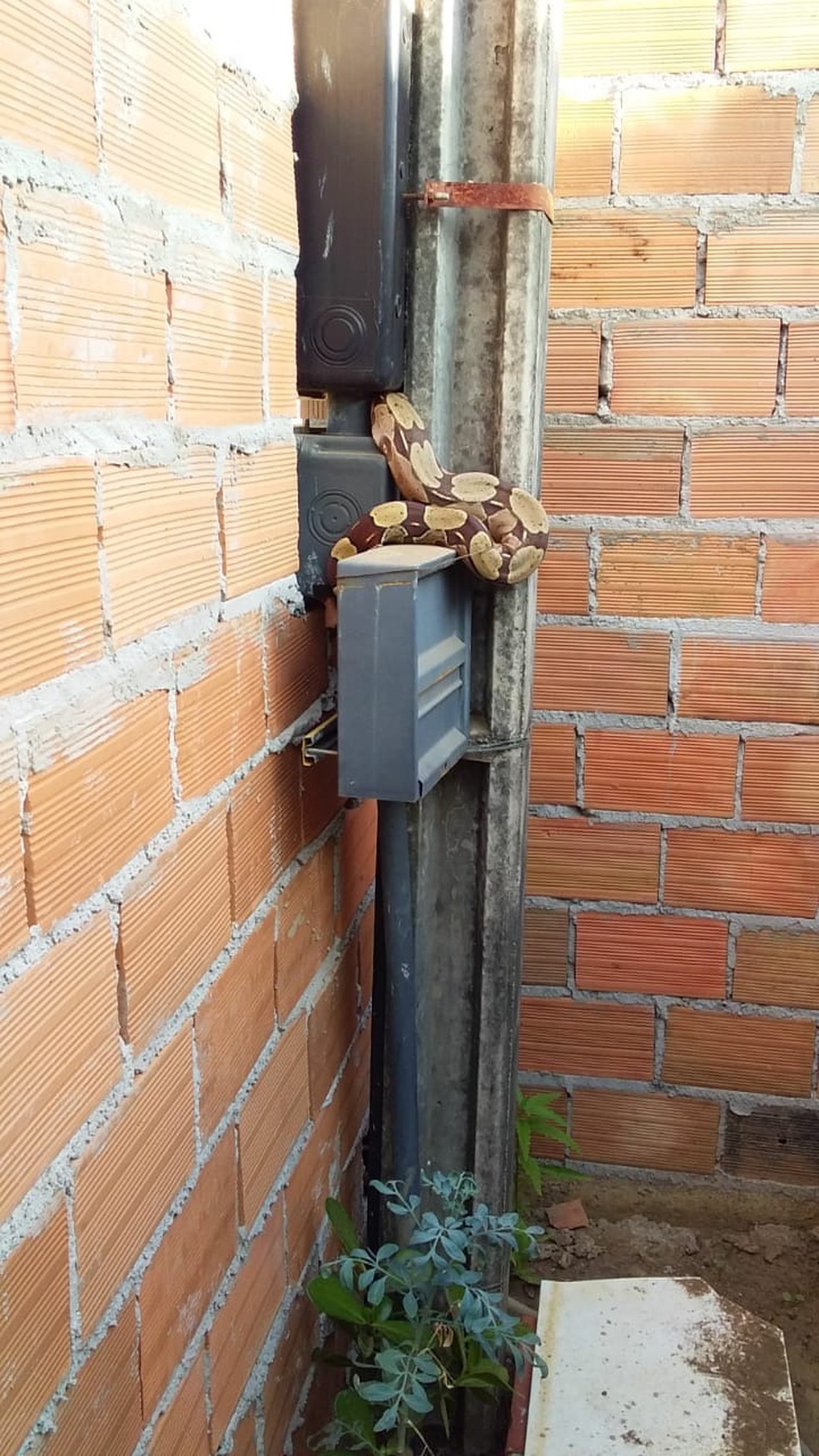 Cobra foi encontrada em poste na área urbana de Vilhena (RO) — Foto: Prefeitura de Vilhena/Divulgação 