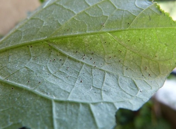 Os ácaros são pequenos e difíceis de visualizar, mas deixam as folhas enrugadas (Foto: Saberes do Jardim / Reprodução)
