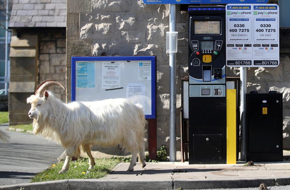 Uma cabra passa por um posto de gasolina em Llandudno, no País de Gales, durante isolamento da cidade para evitar a propagação do coronavírus nesta terça (31) — Foto: Carl Recine/Reuters
