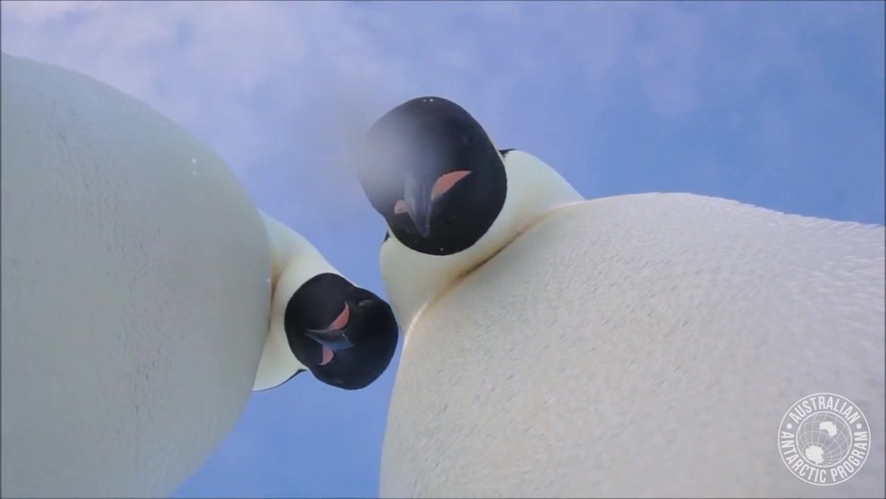 Pinguins-imperadores são conhecidos por seram animais naturalmente curiosos (Foto: Divisão Australiana na Antártica/Reprodução/BBC)