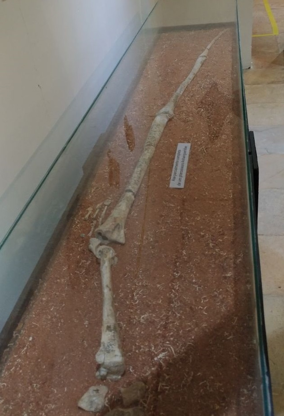 Fóssil da asa parcialmente completa de pterossauro (Foto: Paulo Henrique Rodrigues/TV Verdes Mares)