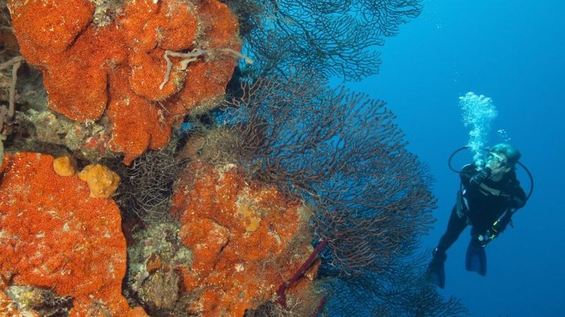 O projeto inovador que salvou corais da destruição após furacão thumbnail