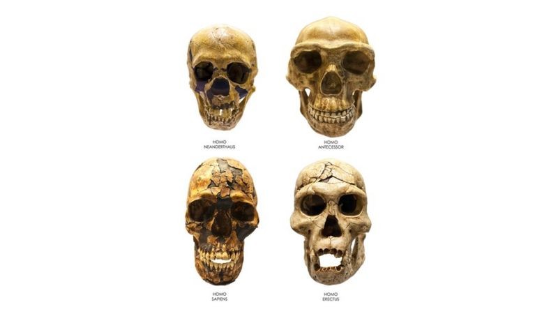 Os autores do estudo dizem que o Homo bodoensis pode ajudar a esclarecer aspectos da evolução dos humanos (Foto: GETTY IMAGES)