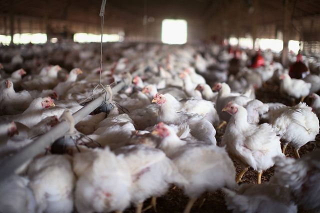 Especialistas afirmam que a criação industrial de frangos é prejudicial ao animal — mas as empresas alegam que melhoraram seus métodos de tratamento (Foto: Getty Images)