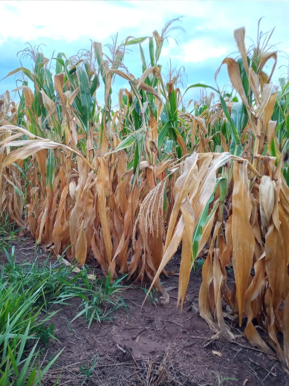 40% das lavouras do Paraná foram prejudicadas pela falta de água. — Foto: Marucha Szydlovski 