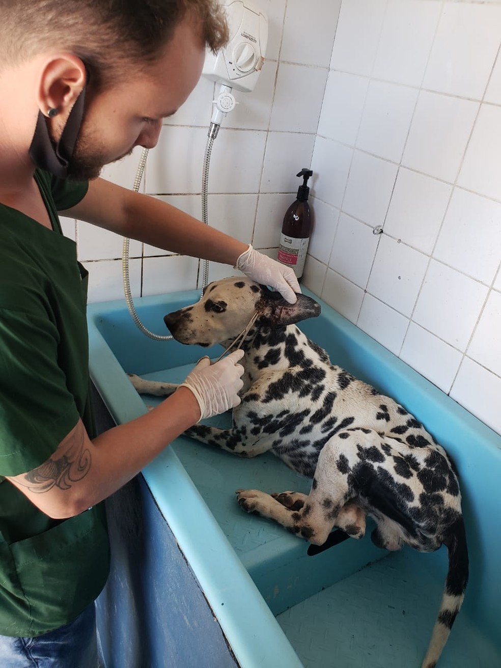 Animal está sob cuidados no Canil Municipal de Guarujá, SP — Foto: Divulgação/Canil Municipal de Guarujá