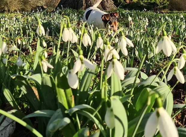 Variedade da flor 'snowdrop' é achada em jardim inglês após 50 anos de  buscas - Casa e Jardim | Plantas