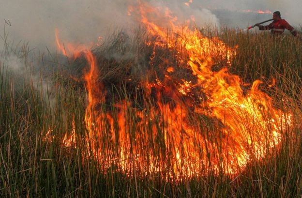 As florestas na Indonésia também estão ameaçadas por incêndios sazonais (Foto: GETTY IMAGES VIA BBC)