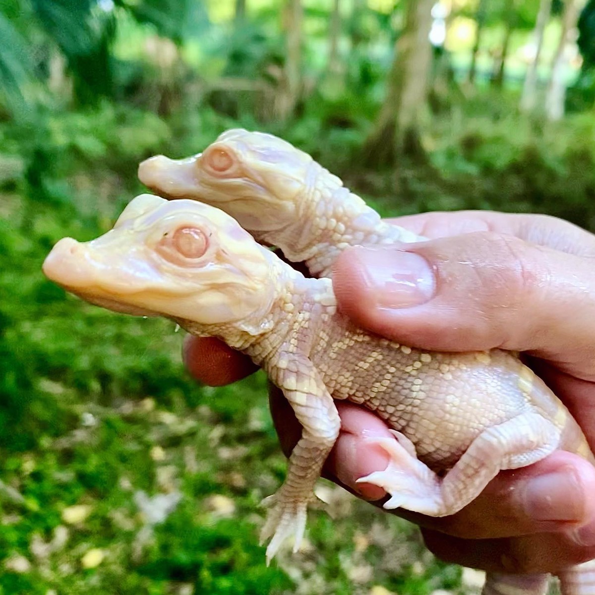 Filhotes de jacaré albino nascem em zoológico da Flórida; veja FOTOS